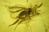 Five Fossil Flies, Wasp and Liverwort in Baltic Amber #200097-1